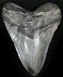 Robust Megalodon Tooth - South Carolina #27308-1